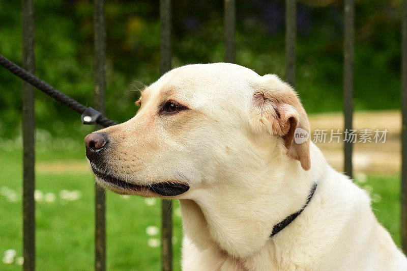 伦敦的拉布拉多犬