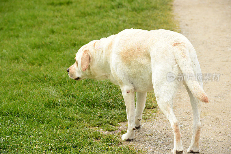 英国乡村的拉布拉多寻回犬