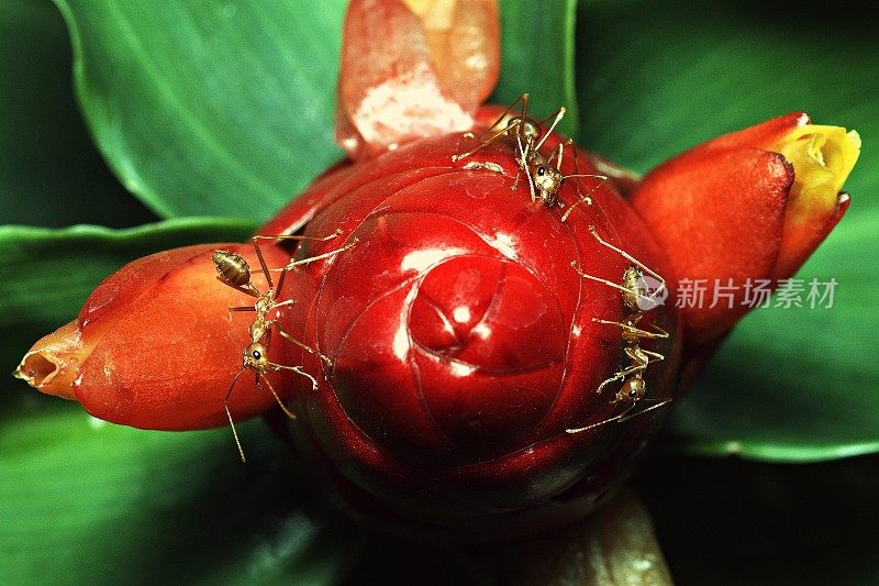 靠近3只蚂蚁在红色的花，绿色的背景。