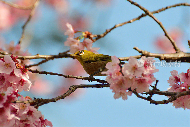 樱花和日本白眼