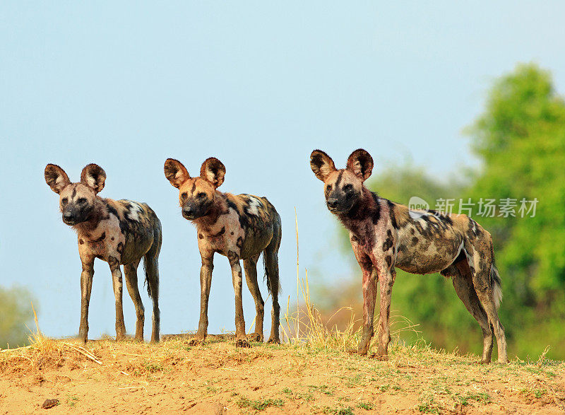 在赞比亚南卢纳瓜国家公园，野狗们站在那里，警惕地看着自然的蓝天和灌木丛背景