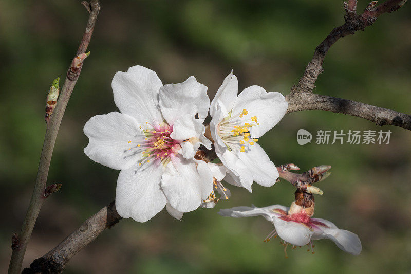 春天开花的梅树