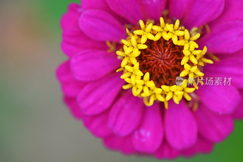 Zinnia线虫花