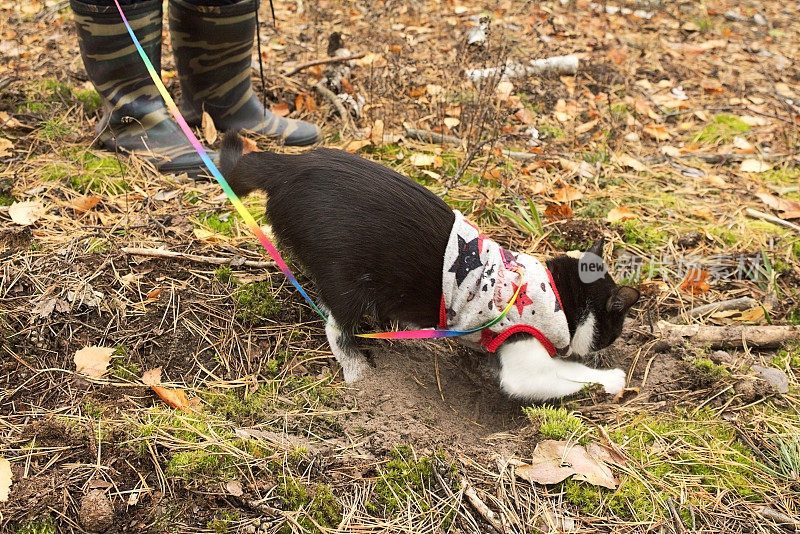 一只穿着衣服的家猫，在秋天的森林里挖沙子。