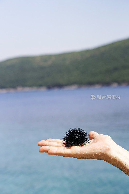 雄性手掌上的海胆