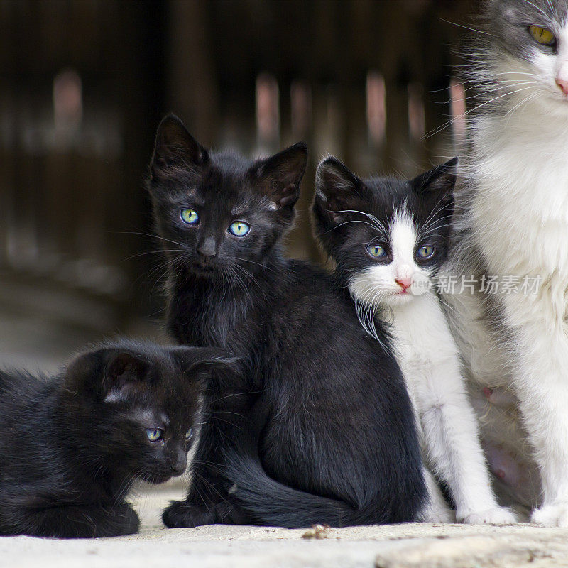 猫妈妈和她的三只小猫。