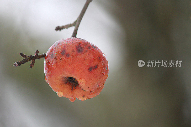 树枝上的冷冻苹果