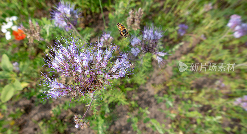 蜜蜂在淡紫色的phacelia周围飞舞