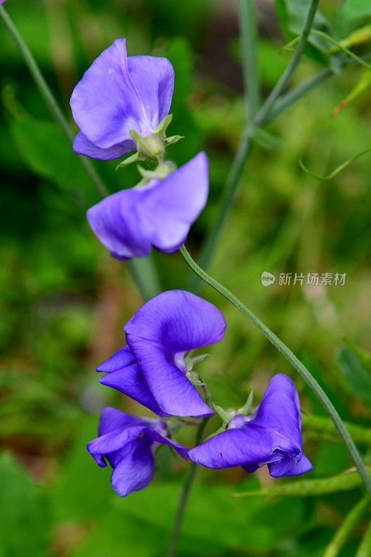 香豌豆花