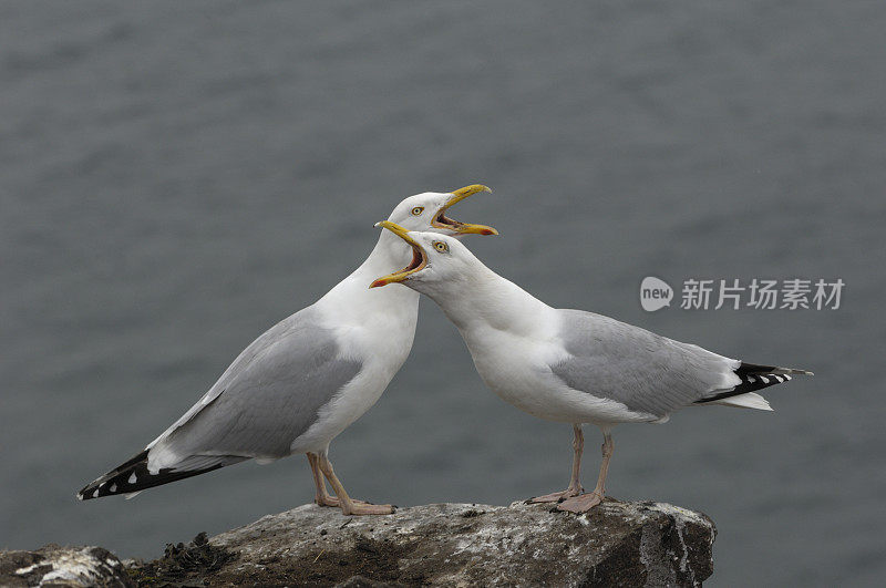 欧洲银鸥