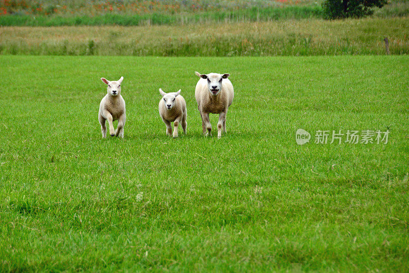 奔跑的羔羊和Texel绵羊