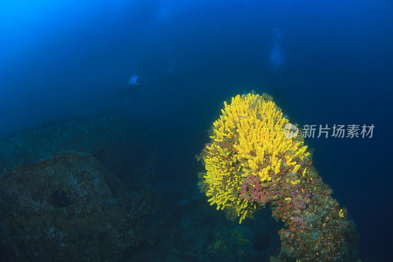 技术潜水水肺潜水员探索和享受沉船潜水在沉船海洋生命潜水团队，团队。水上运动技术潜水水肺潜水员的观点