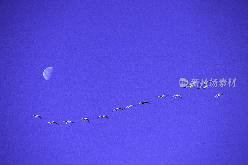 飞近月亮的雪鹅，NM