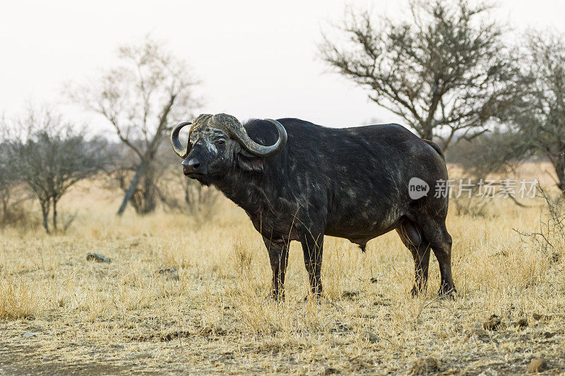南非克鲁格国家公园，一只雄性水牛正看着照相机