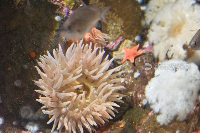 海洋生物文摘