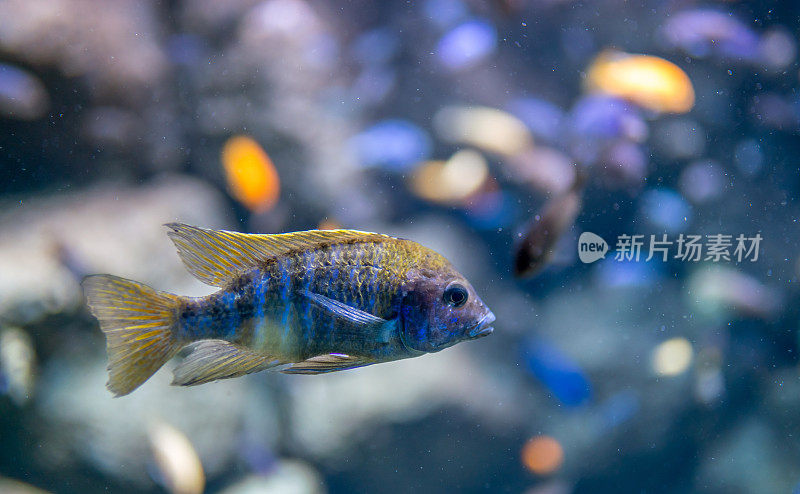 鱼科淡水鱼(鲈鱼)，水族馆，侧视图