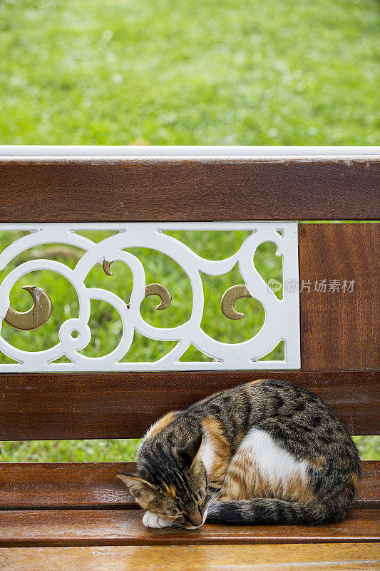 家养的流浪猫正在花园里的长凳上睡觉