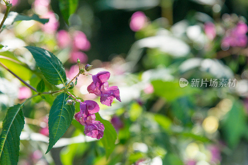 凤仙花野生形式的花在一条河-巴赫花补救