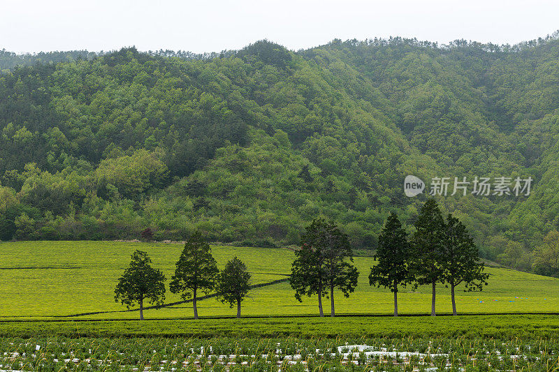 让南碧城Vd737美丽的绿茶田景