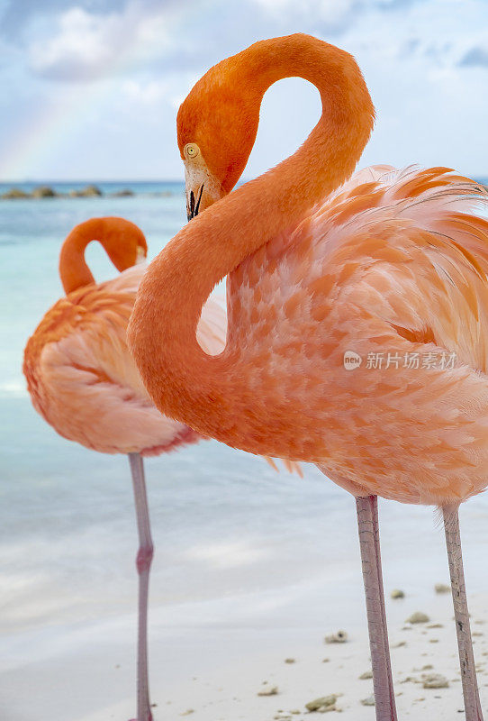 加勒比海海滩上的野生粉红色火烈鸟