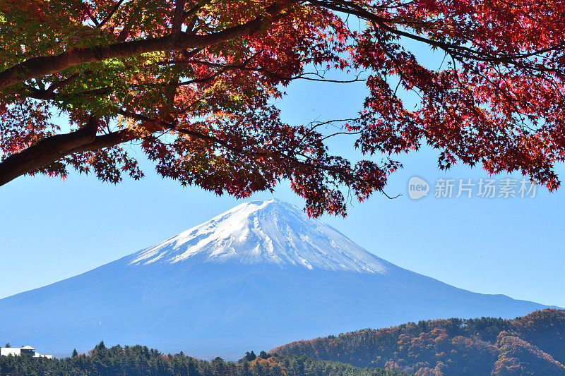 日本富士五湖地区的富士山和秋叶