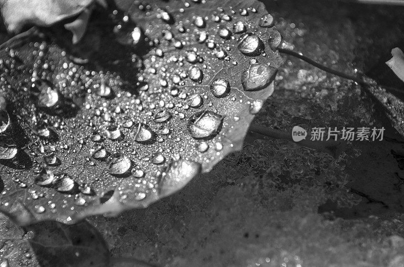 秋叶上的雨滴-抽象和单色