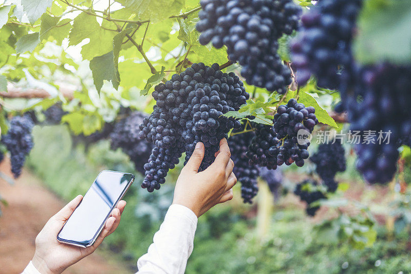 农艺师女性酿酒师使用智能手机查看葡萄园里的葡萄