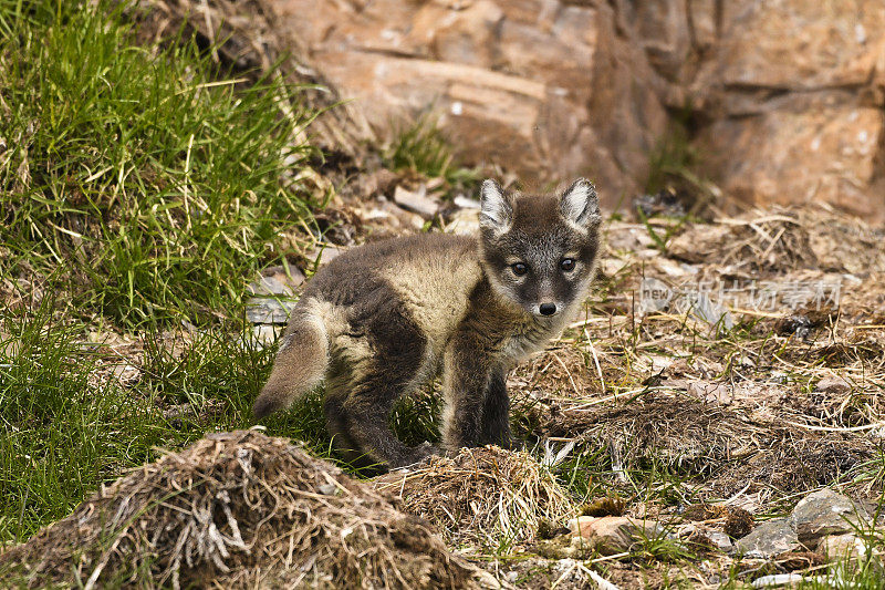 斯瓦尔巴群岛一只好奇的北极狐幼崽的侧面照片