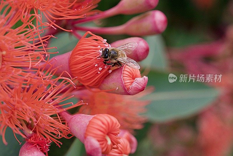 蜜蜂在开花的柑橘树胶开花