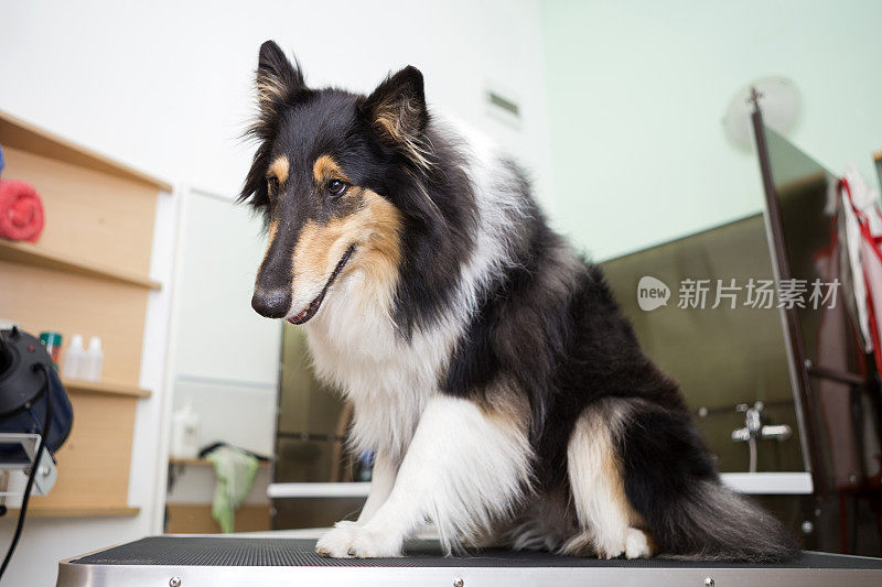 粗糙的牧羊犬狗在狗美容师