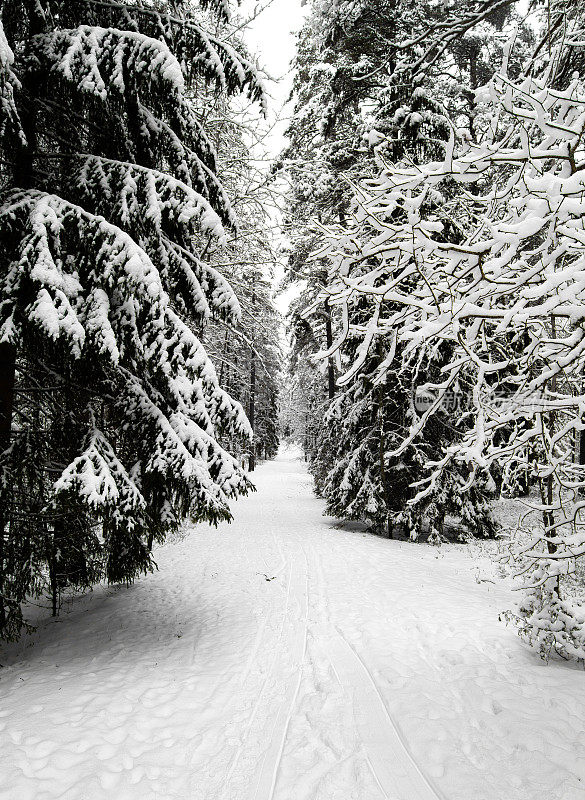 神奇的雪覆盖了树木。美丽的冬天的风景