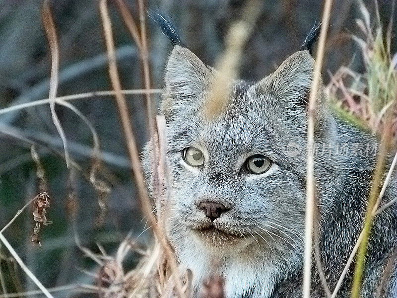 灰色野生加拿大猞猁大型猫科动物北美野生动物