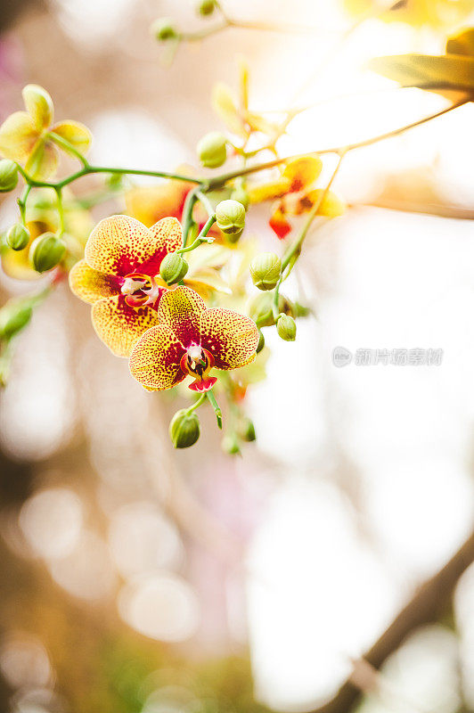 橙色蝴蝶兰属兰花