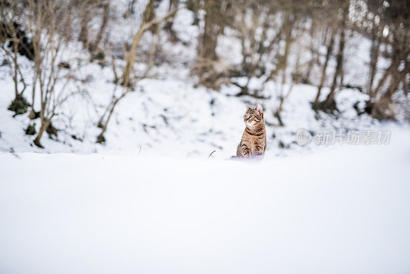 大自然中下雪天的小条纹猫。