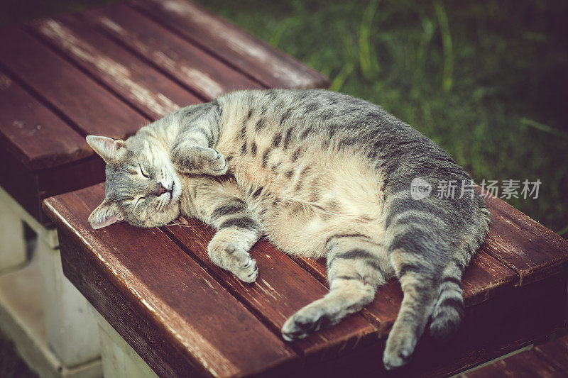 小猫在夏天躺在长凳上