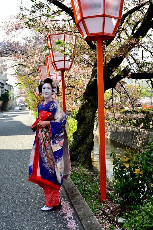 穿着美子服装的日本女人在京都欣赏樱花