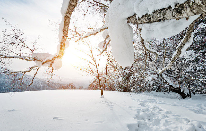 山上的树枝覆盖着雪