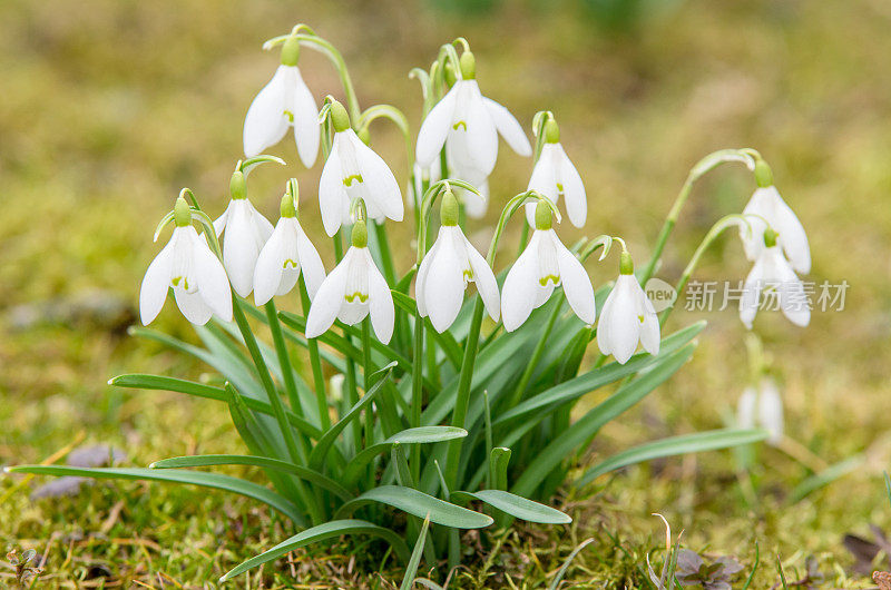 夏天的雪花