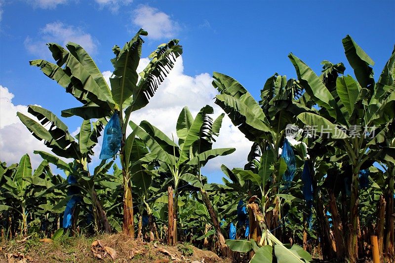 哥斯达黎加香蕉种植园