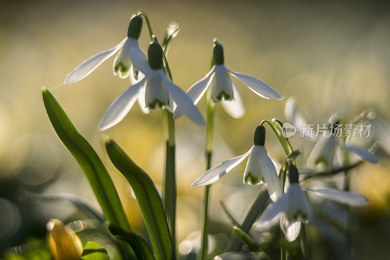 雪莲花(花兰)在春天，特写