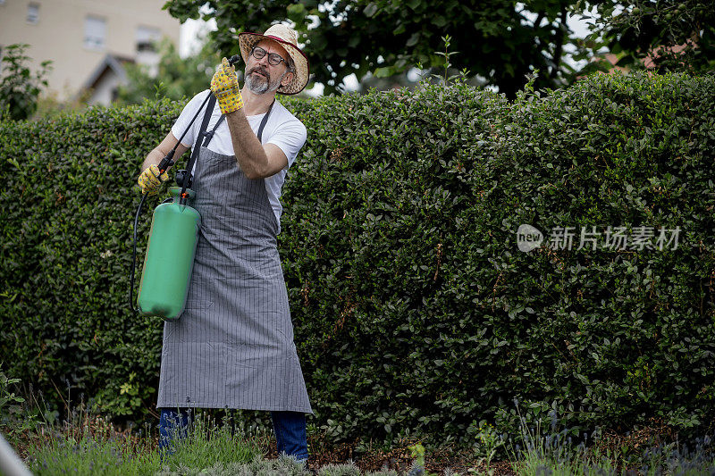 高级男子在花园里喷洒农药