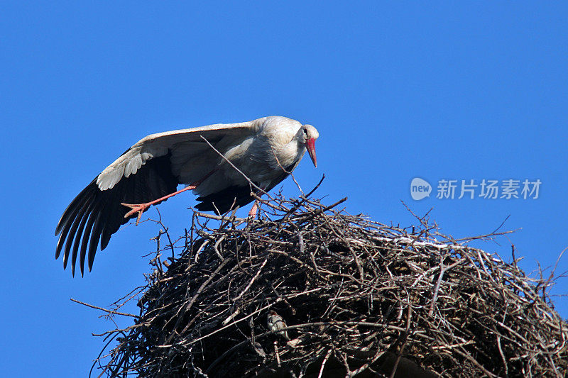 巢中的白鹳