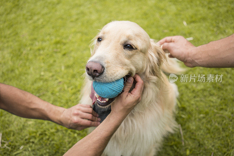 一只黄色的金毛猎犬正坐在公园的草地上，嘴里叼着一个蓝色的球，而他的主人正在抚摸它