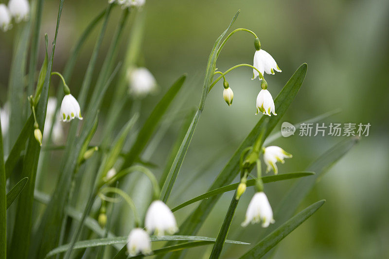 雪花莲