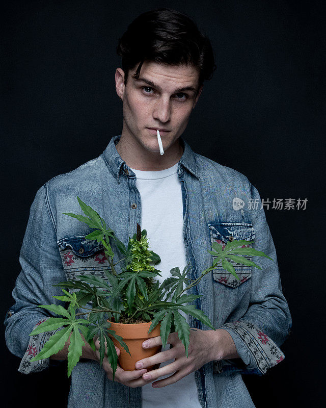 男子与大麻植物的近距离观察