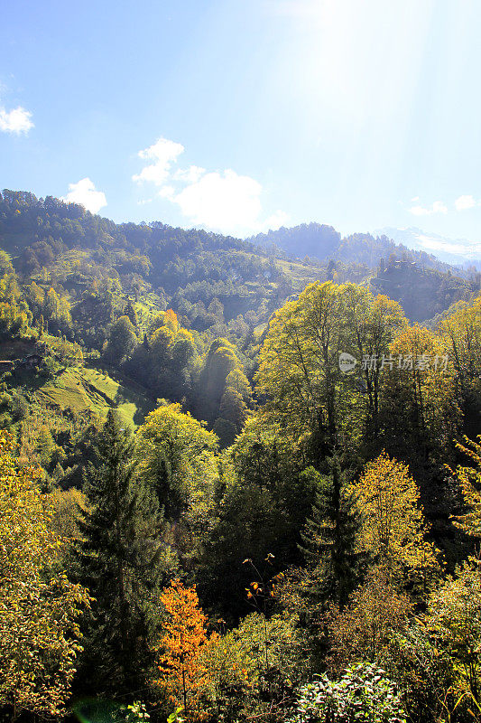 森林与五颜六色的秋天树木在山上