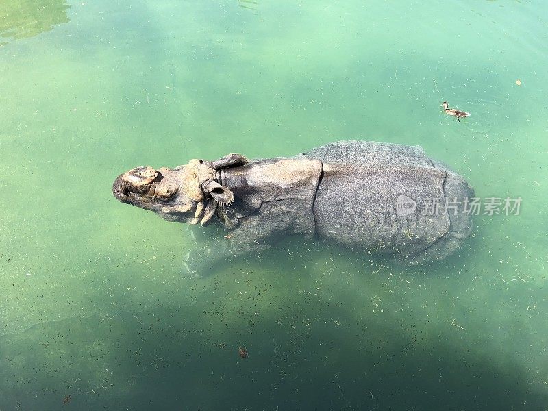 犀牛在水中