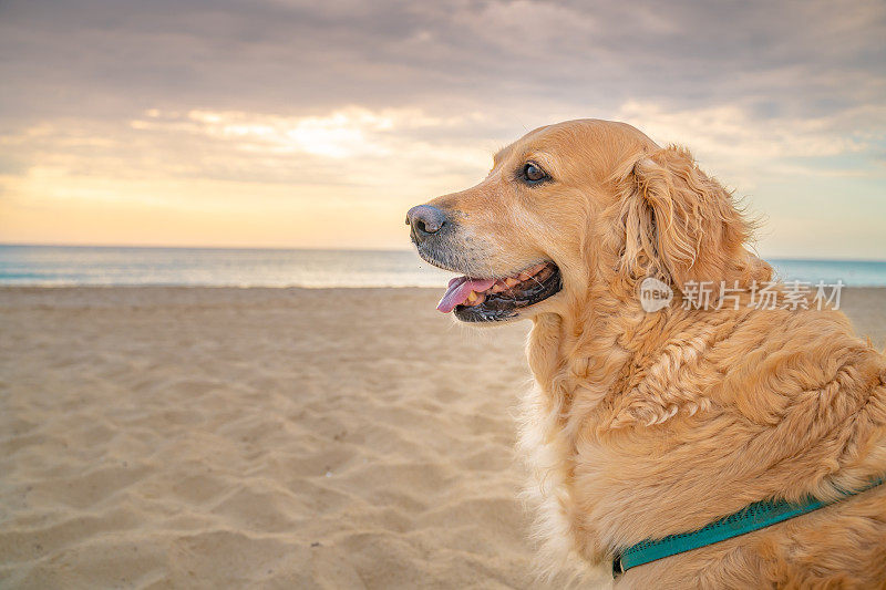 美丽的金毛猎犬站在沙滩上与大海在日出的背景特写