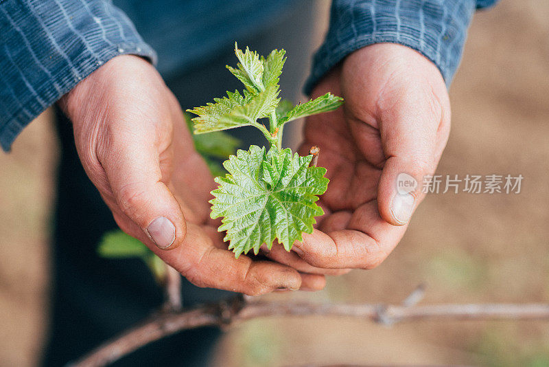 葡萄园里的葡萄酒商