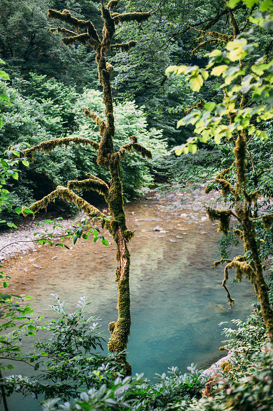 俄罗斯索契霍斯塔区高加索生物圈保护区紫杨树林热门旅游路线上的蓝山河